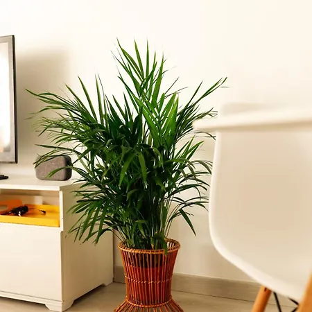 Apartamento Casa Tajinaste *